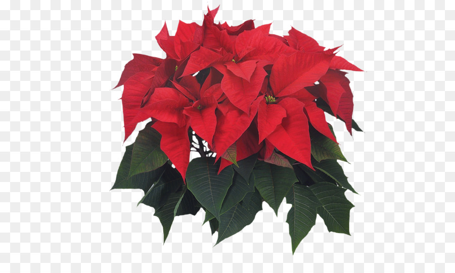 Poinsettia，Bunga PNG