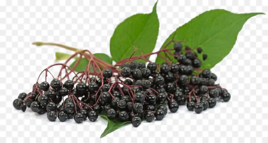 Berry Hitam，Daun Daun PNG