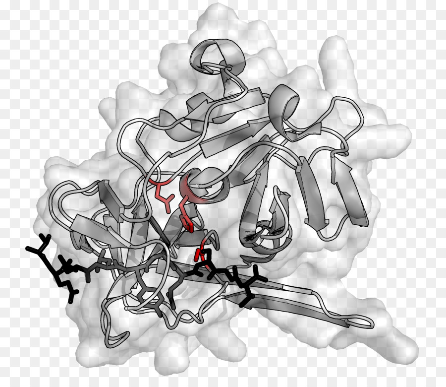 Struktur Protein，Molekul PNG