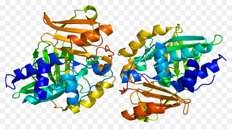 Struktur Protein，Molekul PNG