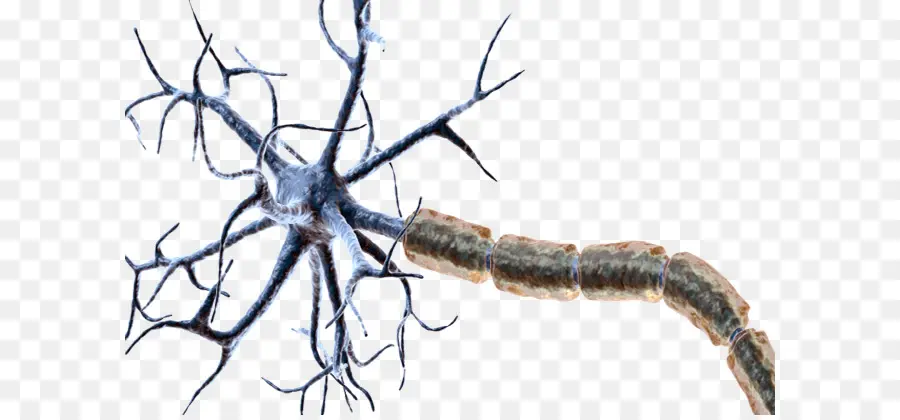 Selubung Mielin，Neuron PNG