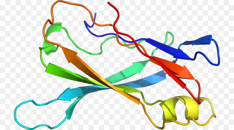 Struktur Protein，Biologi PNG