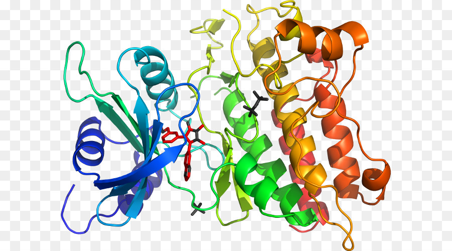 Struktur Protein，Biologi PNG