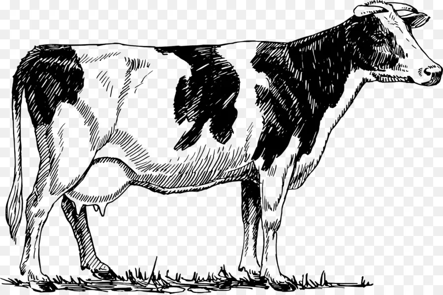 Holstein Friesian Ternak，Sapi Ayrshire PNG