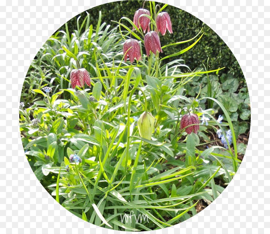 Fritillaries，Groundcover PNG