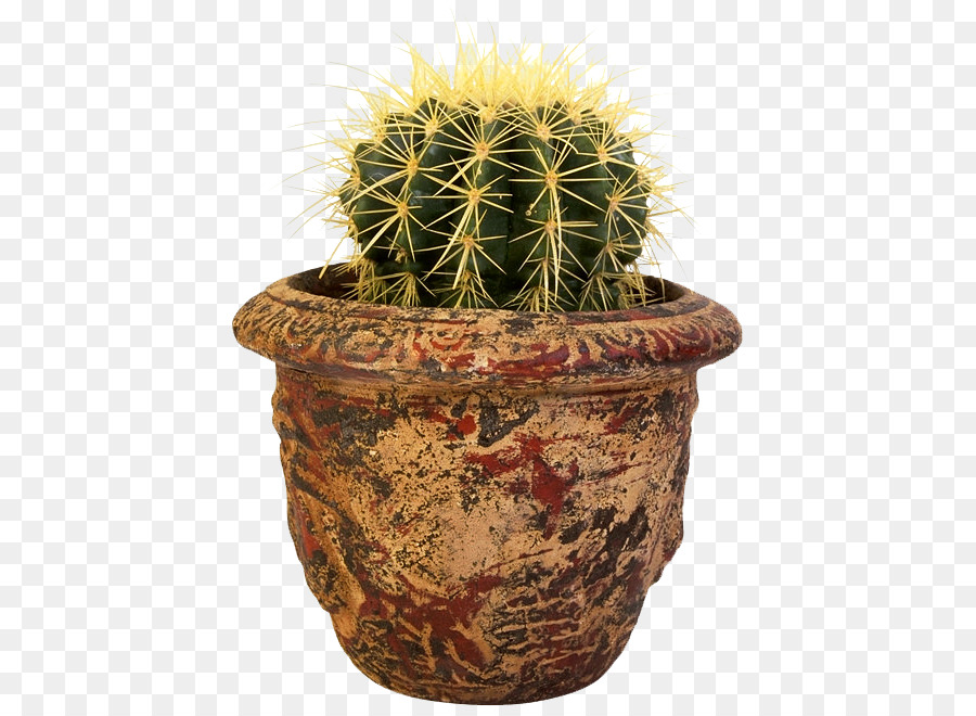 Kaktus，Pot PNG