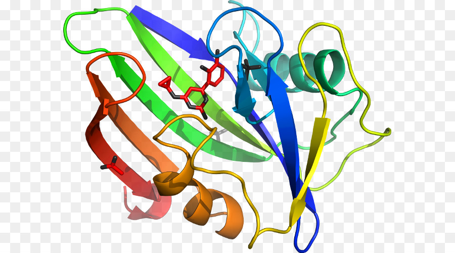 Struktur Protein，Biologi PNG