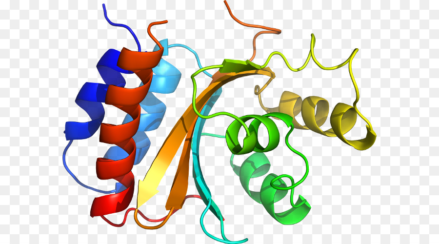 Struktur Protein，Biologi PNG