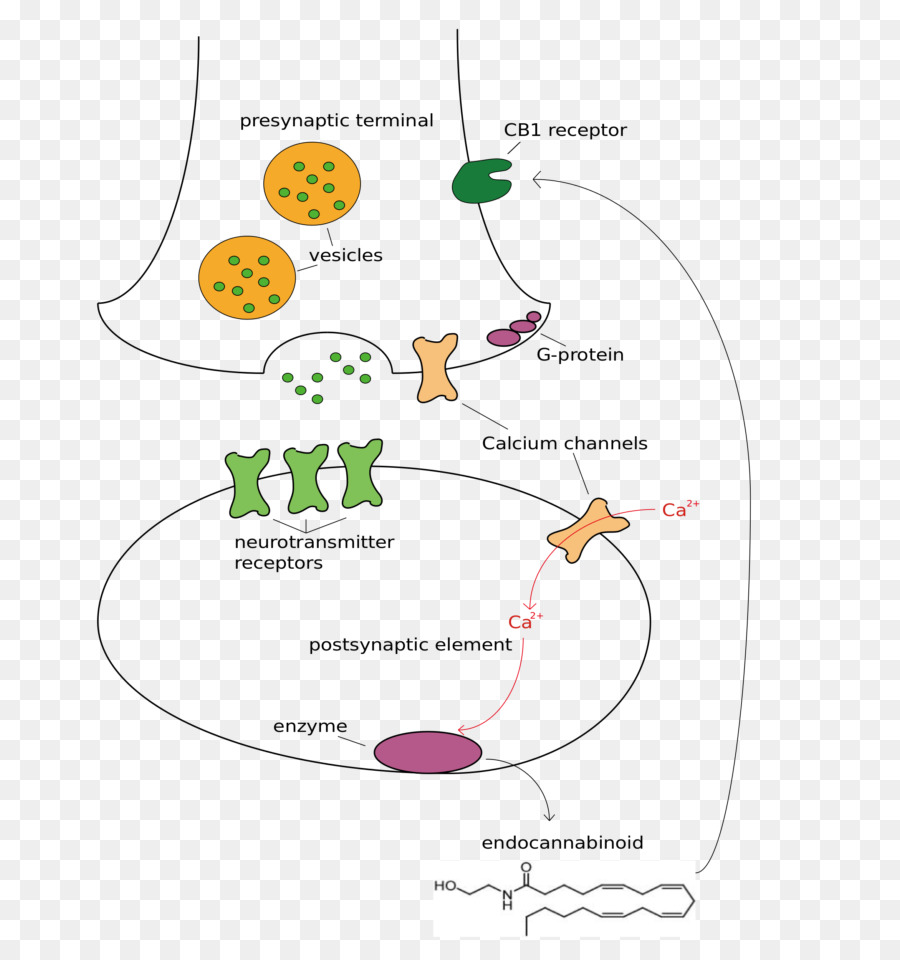 Diagram Neurotransmiter，Sinaps PNG