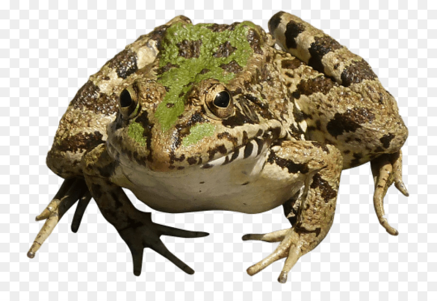 Katak，Amfibi PNG