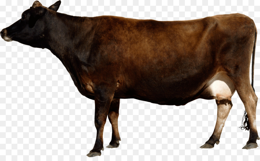 Banteng，Ternak PNG