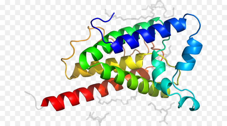 Struktur Protein，Biologi PNG