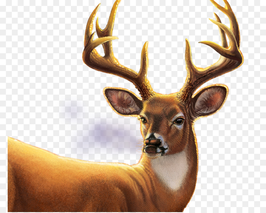 Big Buck Hunter Arcade，Big Buck Hunter PNG