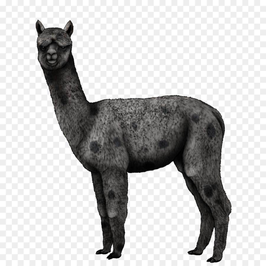 Llama Putih，Lama PNG