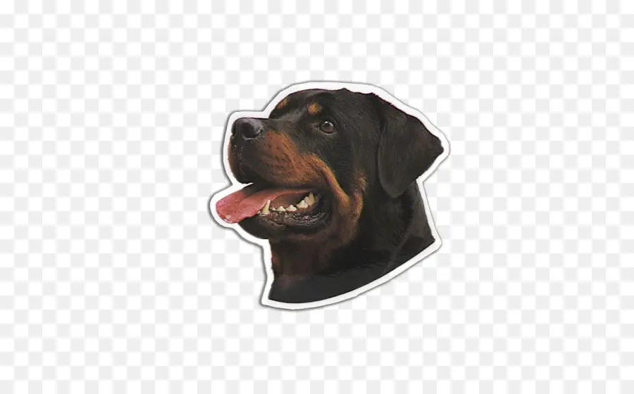 Kepala Anjing，Rottweiler PNG