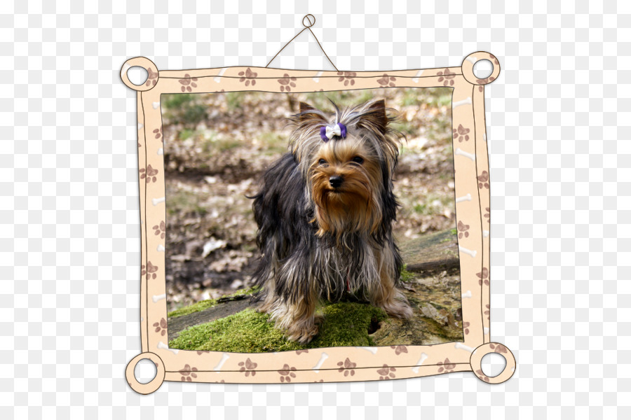 Yorkshire Terrier，Australia Silky Terrier PNG