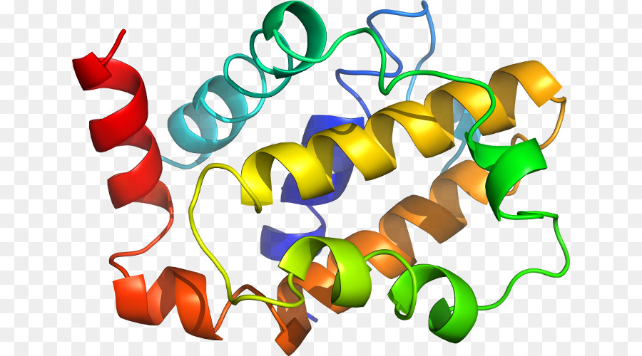 Struktur Protein，Biologi PNG