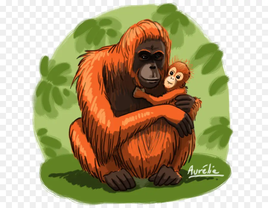 Orangutan，Ibu PNG