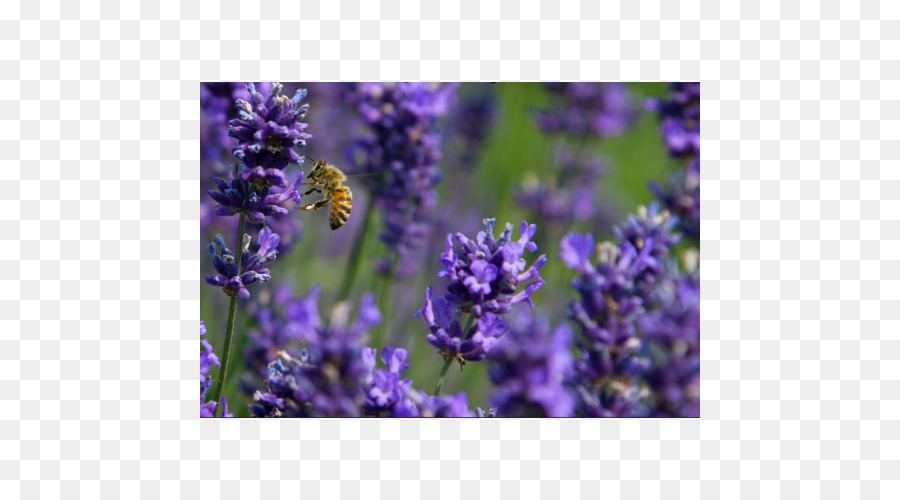 Lavender Inggris，Lavender Perancis PNG