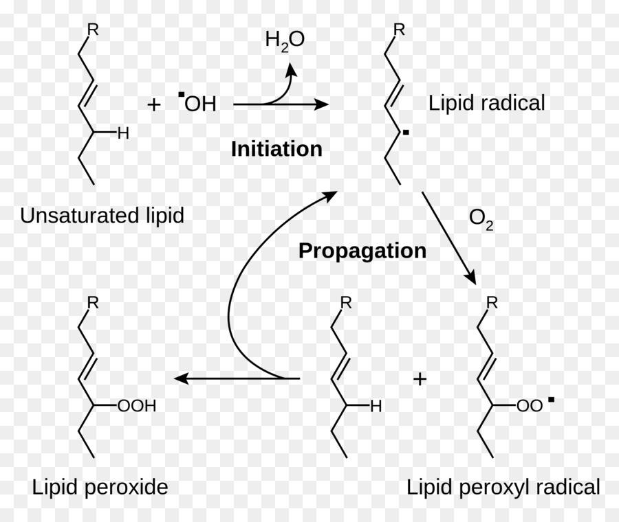 Peroksidasi Lipid，Lemak PNG