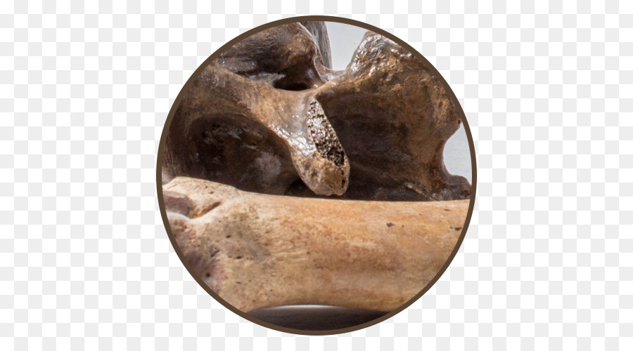 Artefak，Fosil PNG