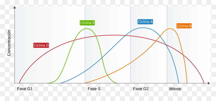 Grafik Siklus Sel，Fase PNG