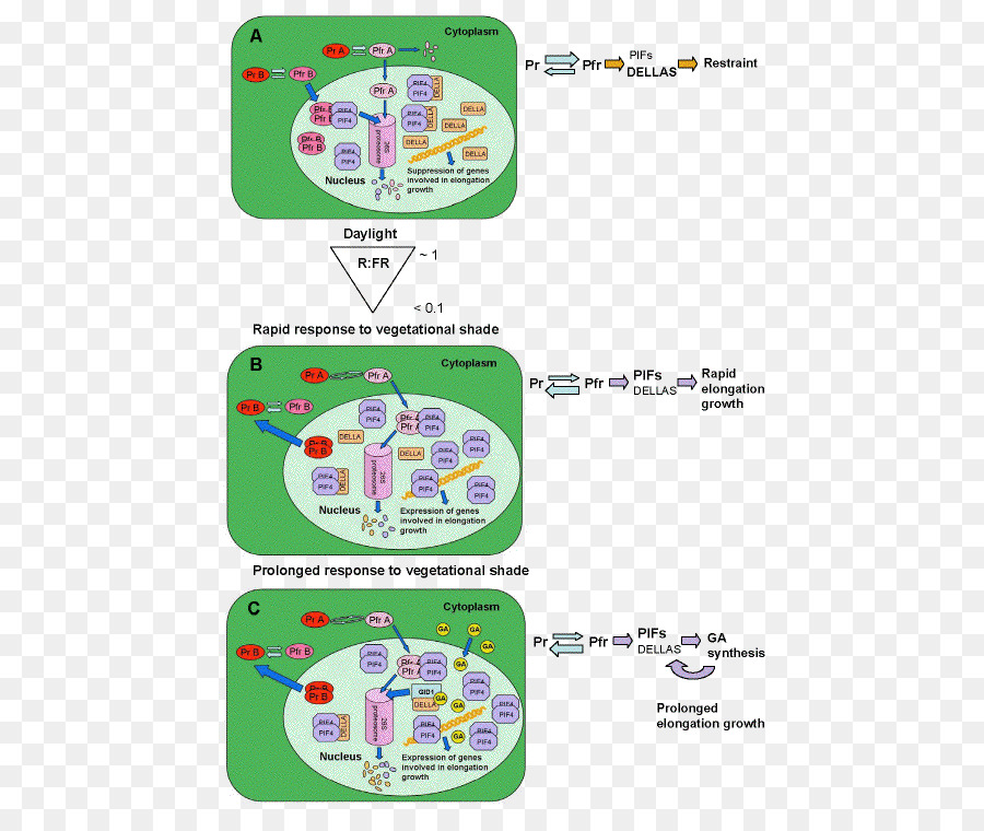 Phytochrome，Warna Penghindaran PNG