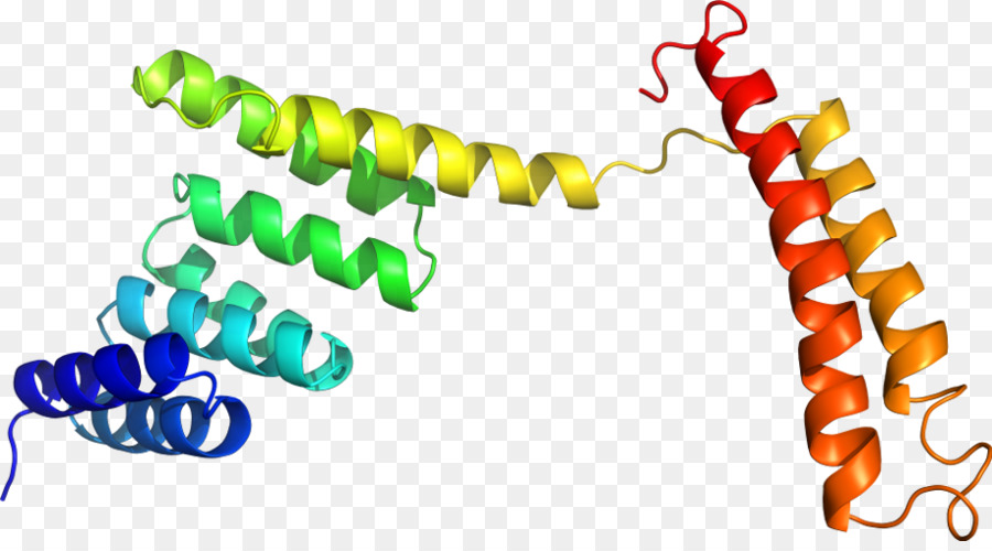 Struktur Protein，Biologi PNG