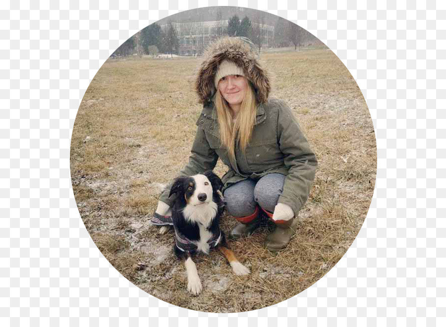 Anjing Berkembang Biak，English Springer Spaniel PNG