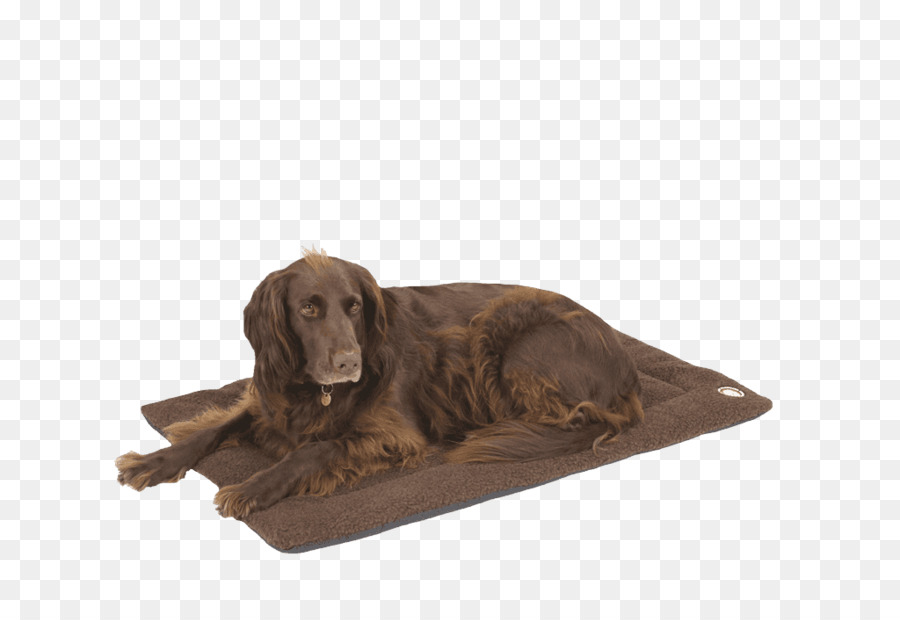 Boykin Spaniel，Setter Irlandia PNG