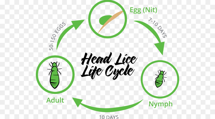 Siklus Hidup Kutu Rambut，Telur PNG