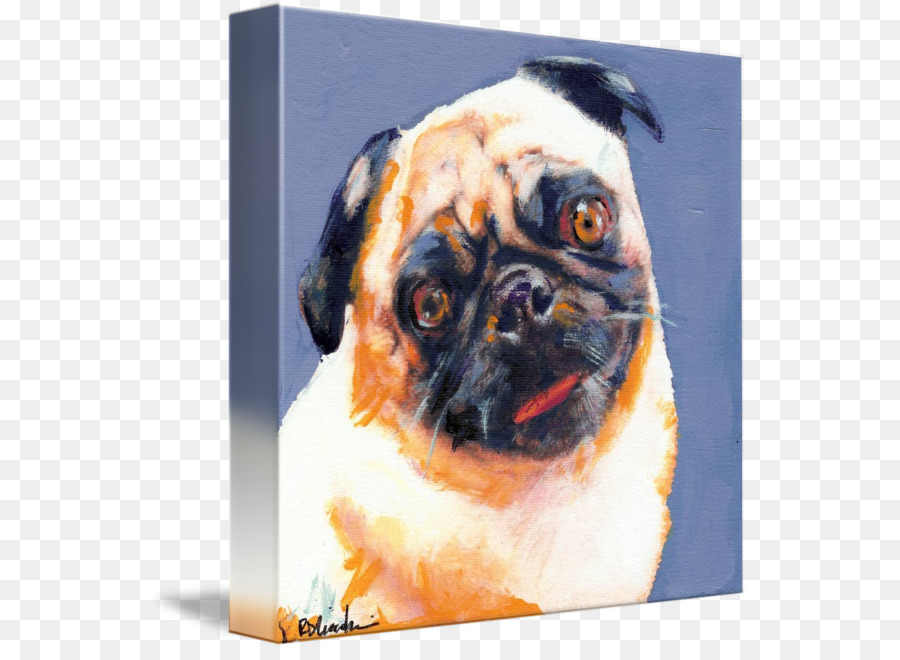 Pug，Anak Laki Laki Biru PNG