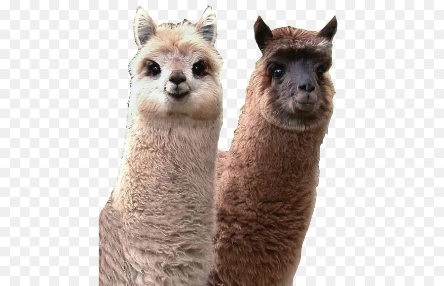 Alpacas，Imut Imut PNG