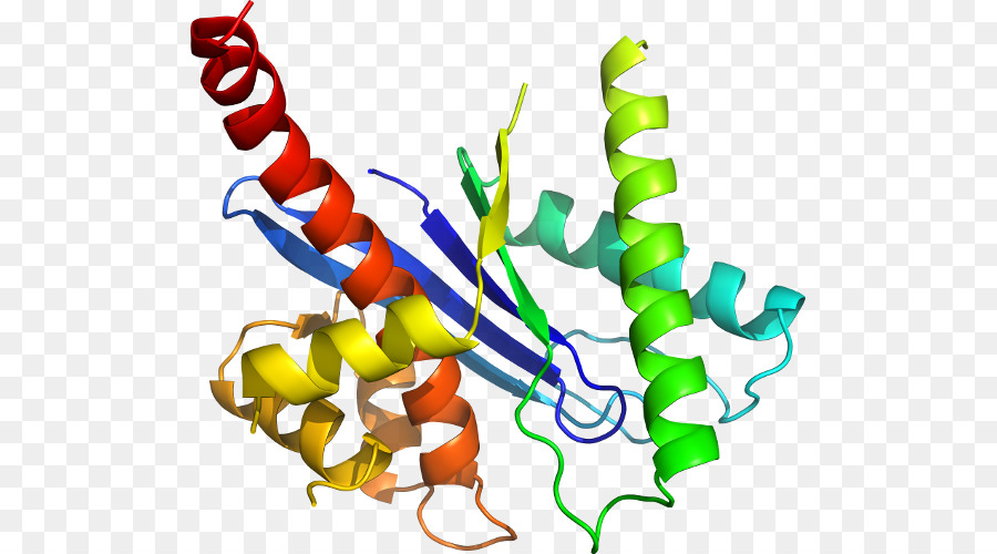 Struktur Protein，Biologi PNG