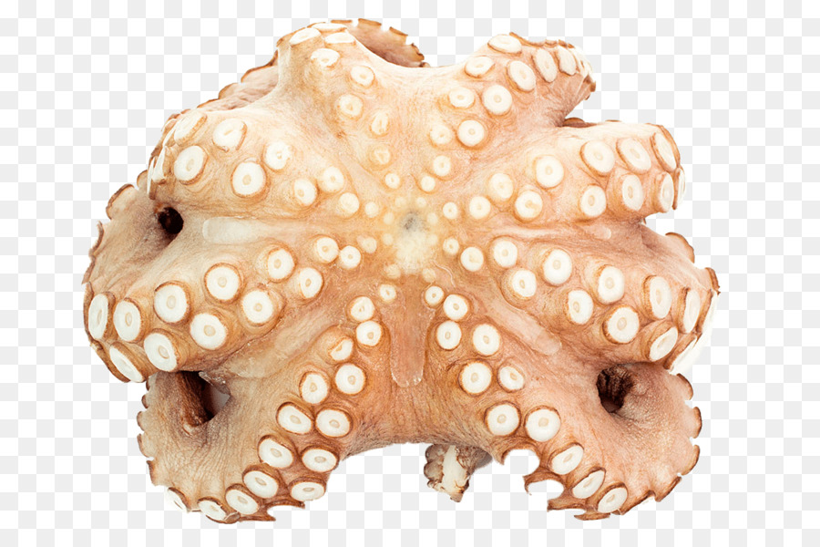 Gurita，Cephalopoda PNG