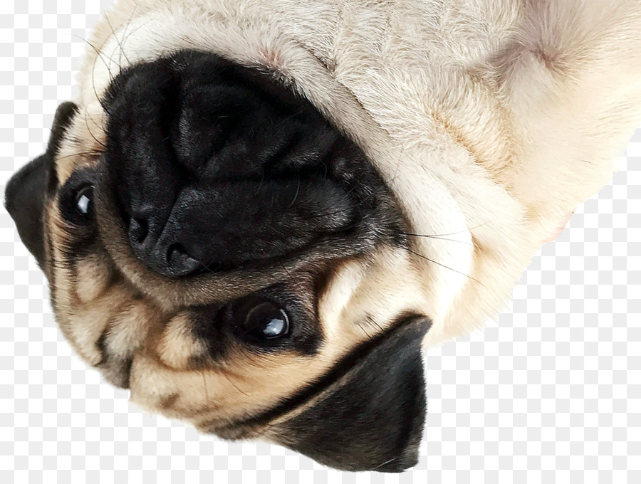 Pug，Anjing PNG