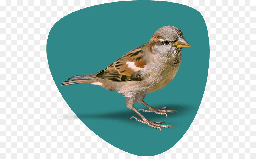 House Sparrow，Sparrow PNG