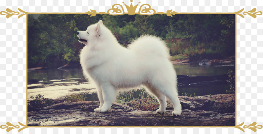 Spitz Jerman Kecil，Anjing Samoyed PNG