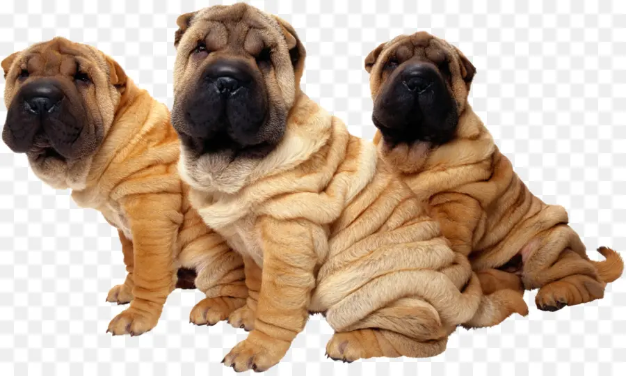 Anak Anjing Shar Pei，Anjing PNG