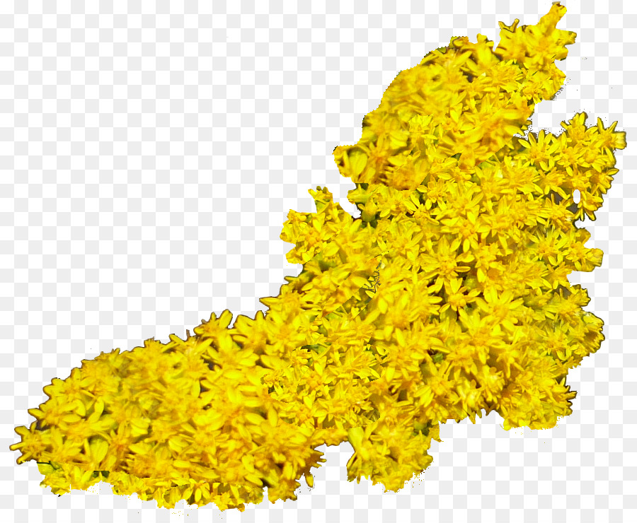 Mimosa，Mustard PNG