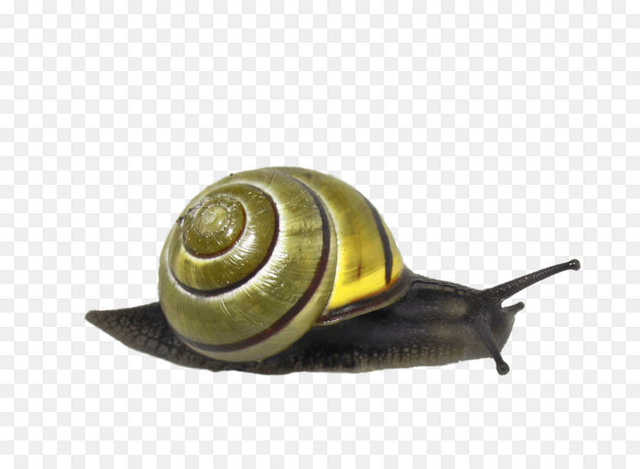 Siput，Orthogastropoda PNG