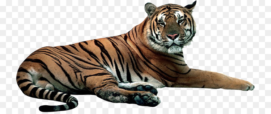 Harimau Putih，Harimau PNG