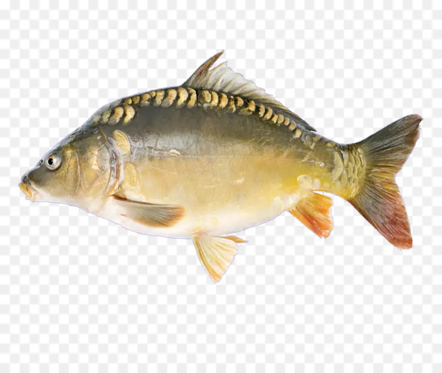 Ikan，Akuatik PNG