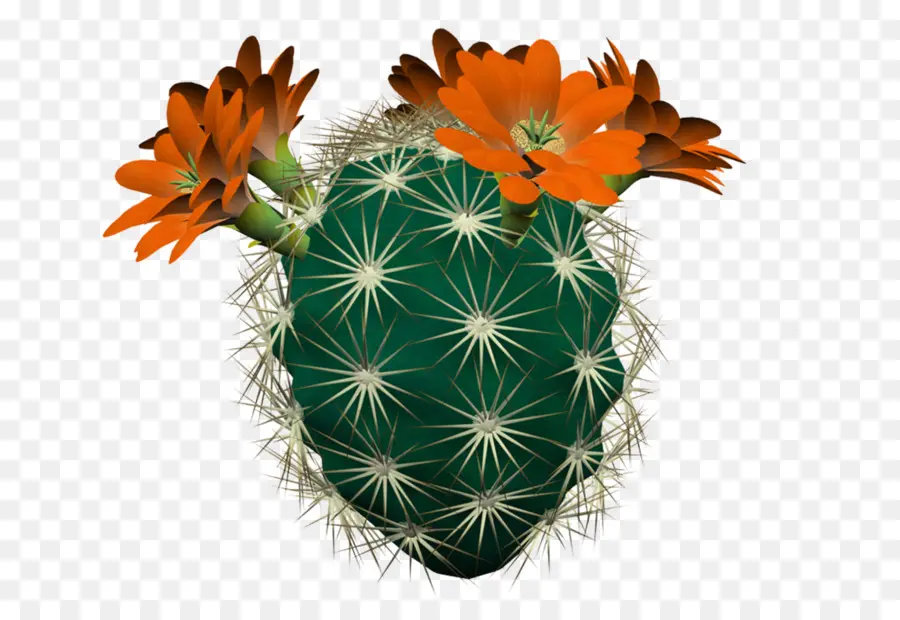 Landak Kaktus，Cactaceae PNG