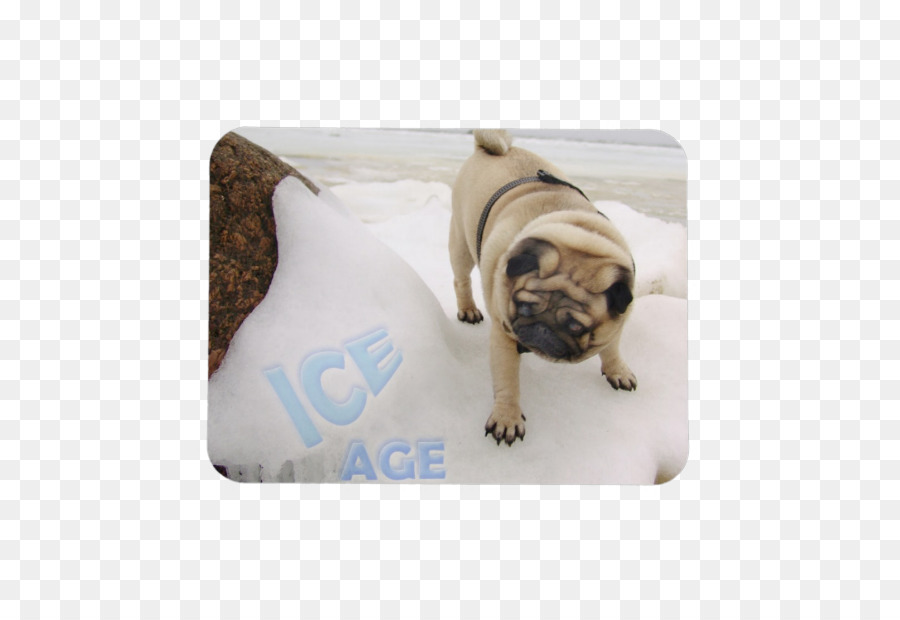 Pug，Scrat PNG