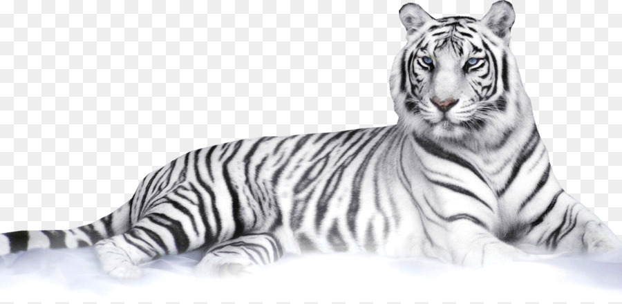 Gambar Harimau Putih Png Moa Gambar