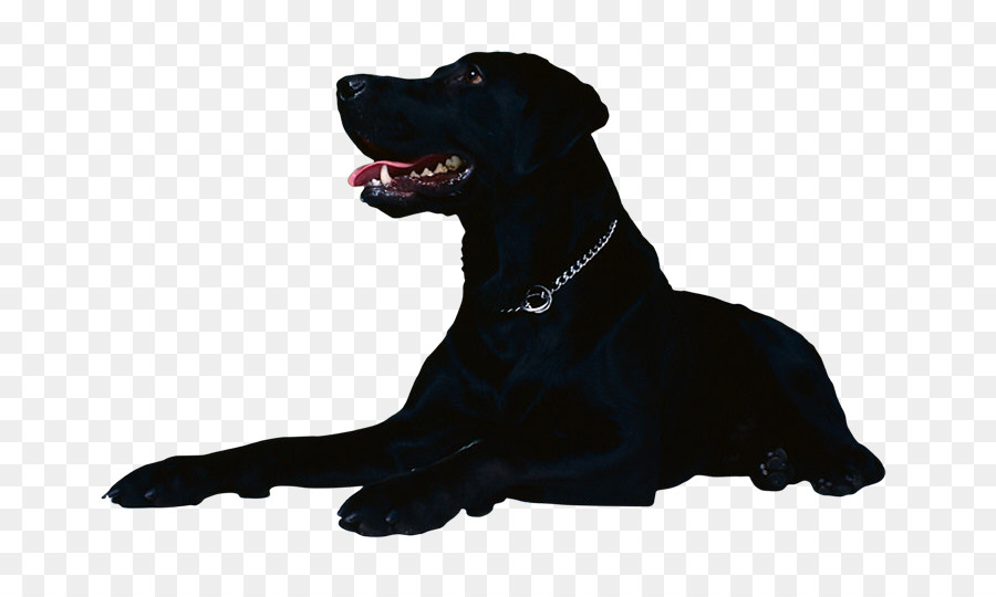 Anjing Hitam，Peliharaan PNG