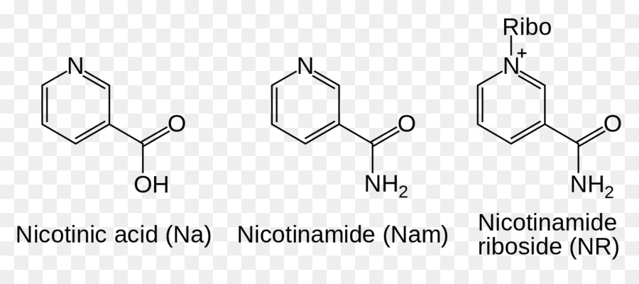 Nicotinamide Adenin Dinukleotida，Nikotinamida PNG