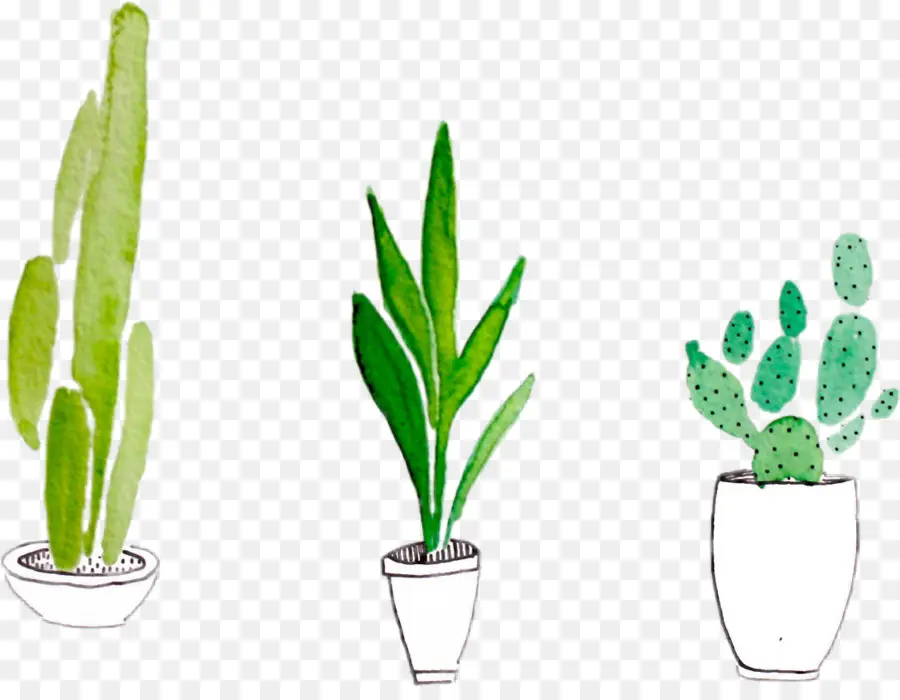 Lukisan Cat Air，Cactaceae PNG