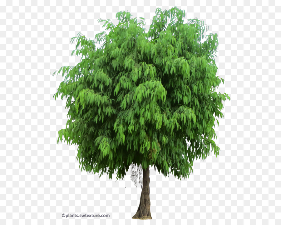 Semak，Pohon PNG